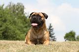 BULLMASTIFF 301